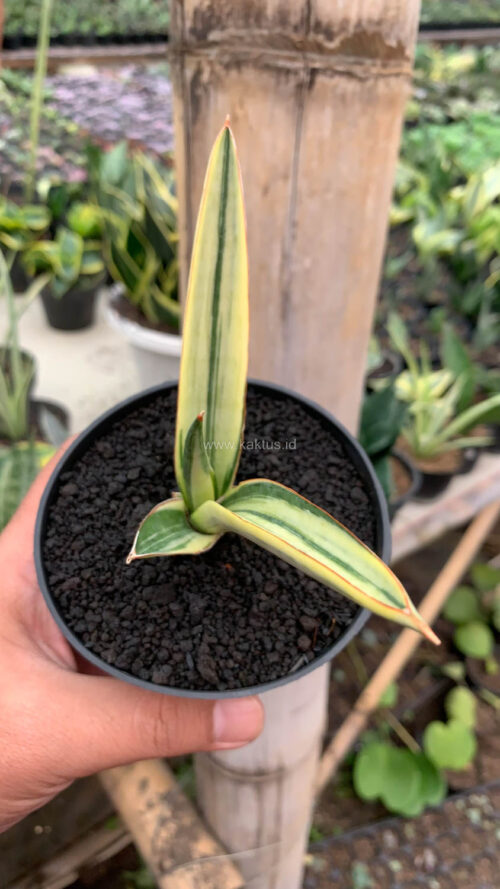 Sansevieria Bandidos, real gallery image #9 plants. Picture taken directly from kaktus.id community Sansevieria farmer green houses.