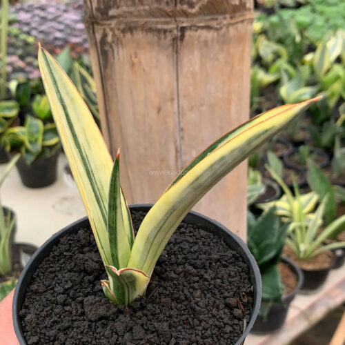 Sansevieria Bandidos, real feature image plant. Picture taken directly from kaktus.id community Sansevieria farmer green houses.