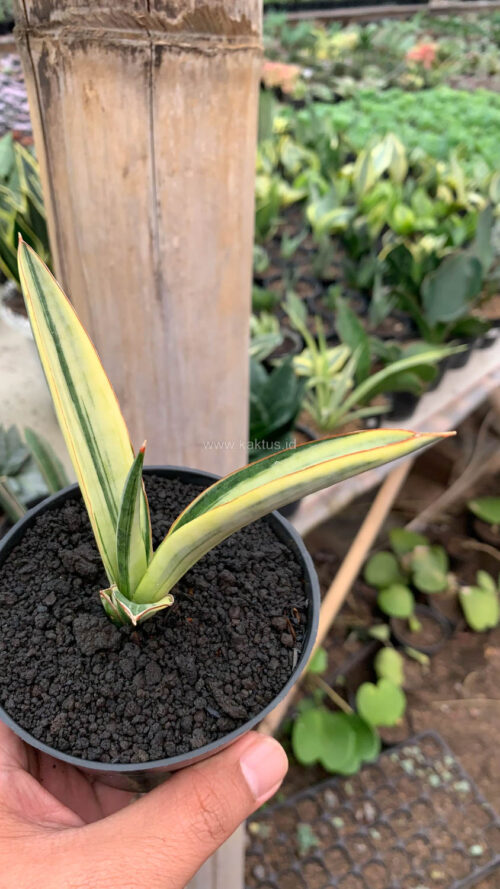 Sansevieria Bandidos, real gallery image #11 plants. Picture taken directly from kaktus.id community Sansevieria farmer green houses.