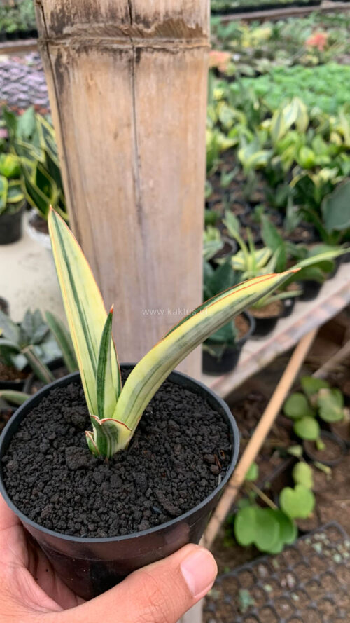 Sansevieria Bandidos, real gallery image #13 plants. Picture taken directly from kaktus.id community Sansevieria farmer green houses.