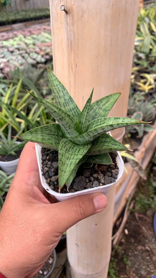 Sansevieria Liwa, real gallery image #2 plants. Picture taken directly from kaktus.id community Sansevieria farmer green houses.