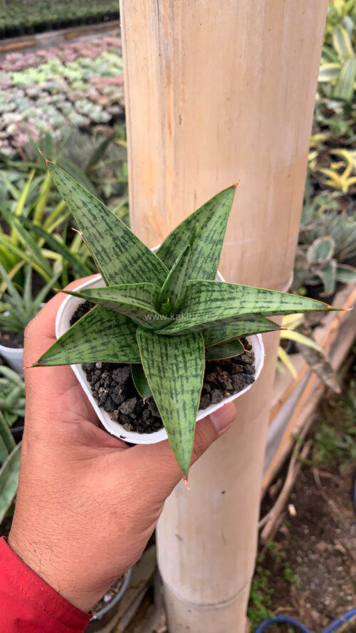 Sansevieria Liwa, real gallery image #3 plants. Picture taken directly from kaktus.id community Sansevieria farmer green houses.