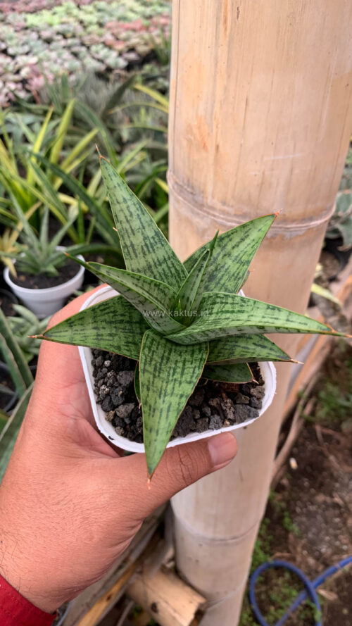 Sansevieria Liwa, real gallery image #4 plants. Picture taken directly from kaktus.id community Sansevieria farmer green houses.