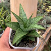 Sansevieria Liwa, real feature image plant. Picture taken directly from kaktus.id community Sansevieria farmer green houses.