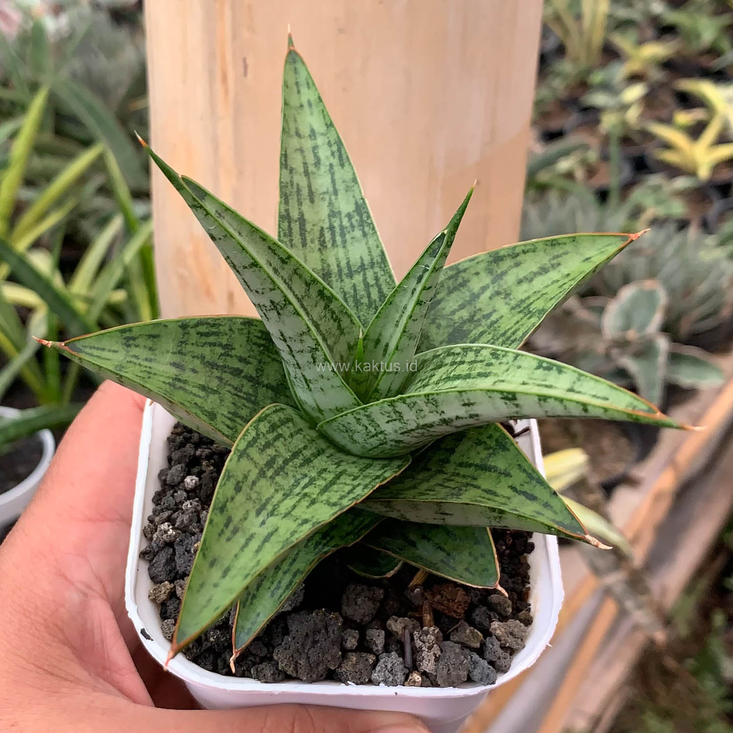 Sansevieria Liwa