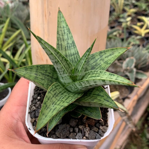 Sansevieria Liwa, real gallery image #5 plants. Picture taken directly from kaktus.id community Sansevieria farmer green houses.