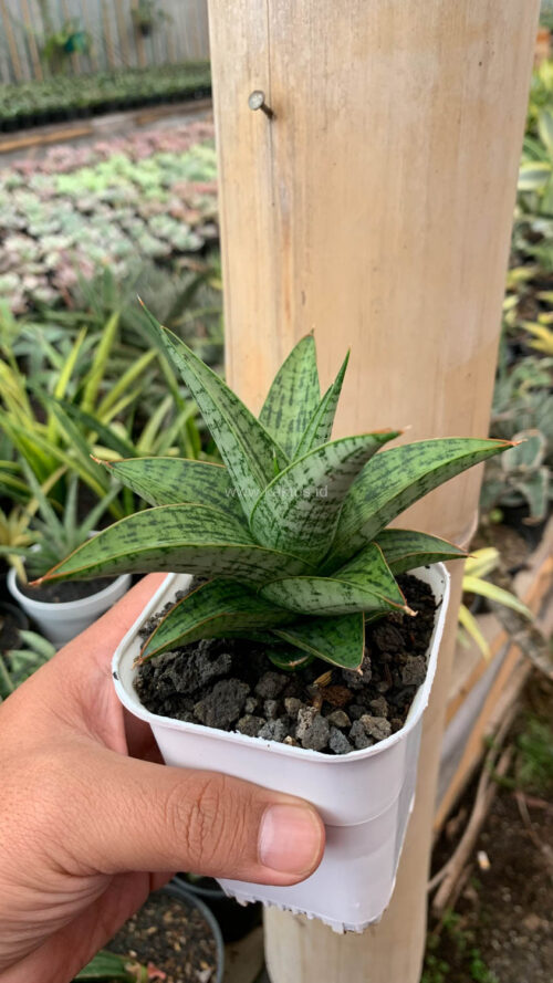 Sansevieria Liwa, real gallery image #1 plants. Picture taken directly from kaktus.id community Sansevieria farmer green houses.