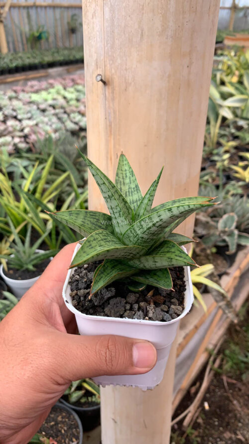 Sansevieria Liwa, real gallery image #6 plants. Picture taken directly from kaktus.id community Sansevieria farmer green houses.