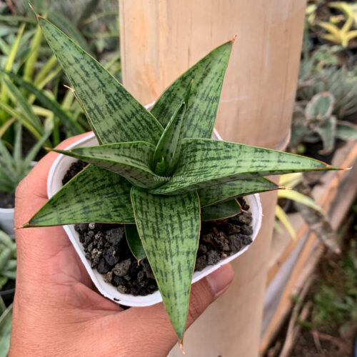 Sansevieria Liwa, real gallery image #7 plants. Picture taken directly from kaktus.id community Sansevieria farmer green houses.