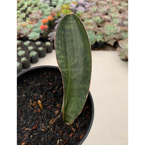 1133. Sansevieria Hawaiian Star
