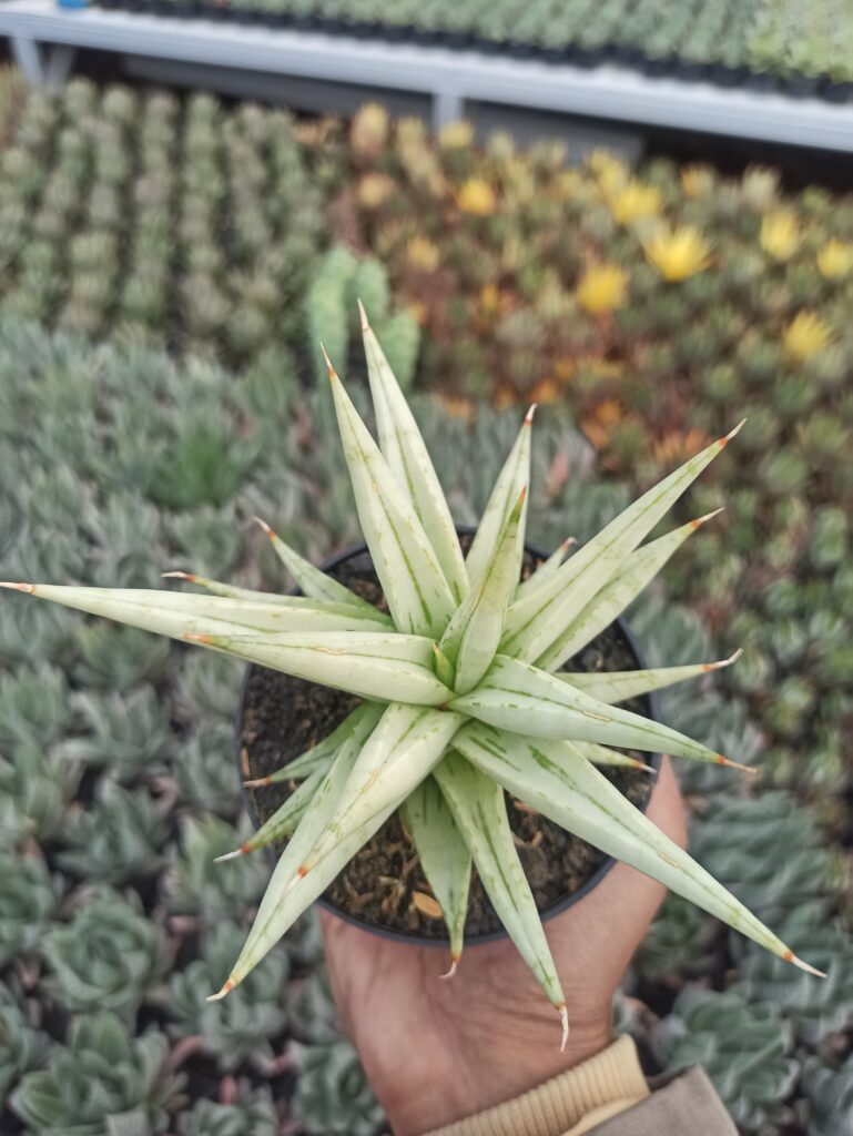 kaktus.id