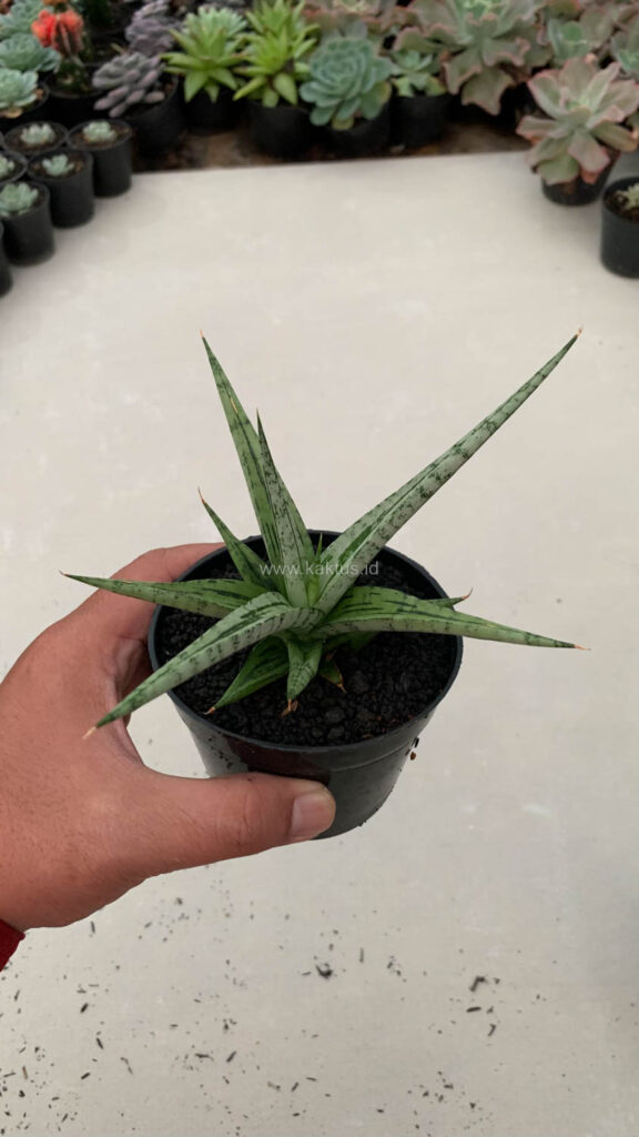 kaktus.id