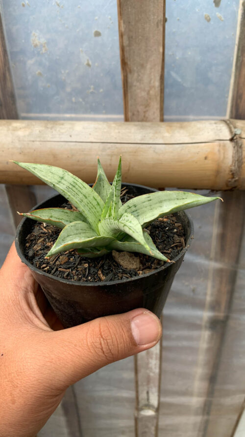 Sansevieria Kasih, real gallery image #6 plants. Picture taken directly from kaktus.id community Sansevieria farmer green houses.