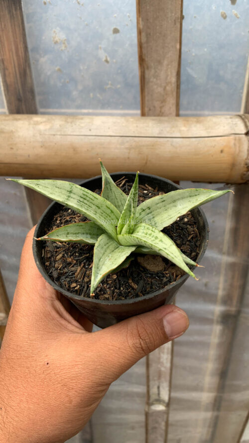 Sansevieria Kasih, real gallery image #13 plants. Picture taken directly from kaktus.id community Sansevieria farmer green houses.