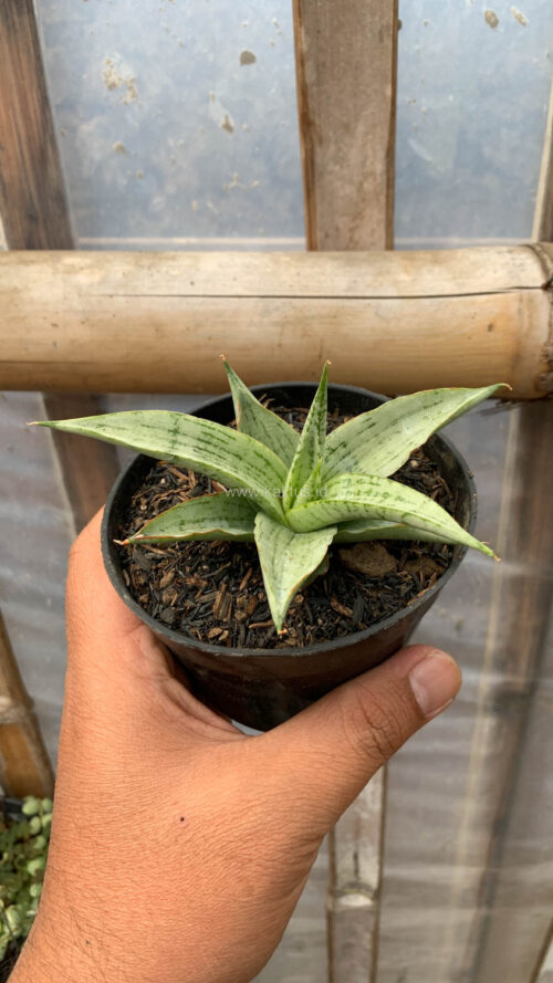 Sansevieria Kasih, real gallery image #11 plants. Picture taken directly from kaktus.id community Sansevieria farmer green houses.