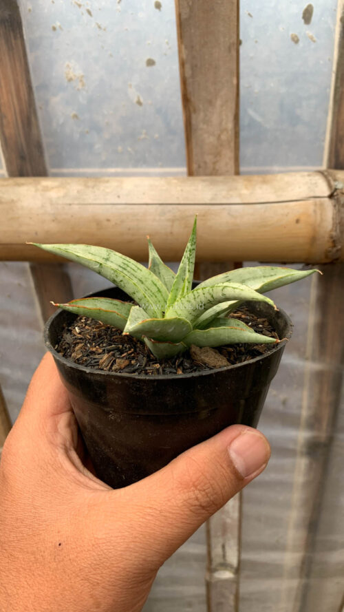 Sansevieria Kasih, real gallery image #14 plants. Picture taken directly from kaktus.id community Sansevieria farmer green houses.