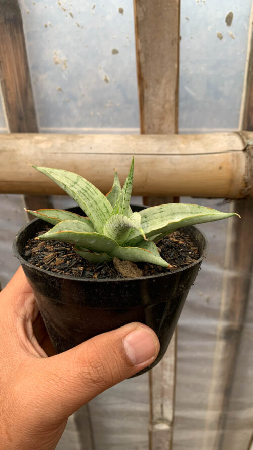 Sansevieria Kasih, real gallery image #2 plants. Picture taken directly from kaktus.id community Sansevieria farmer green houses.