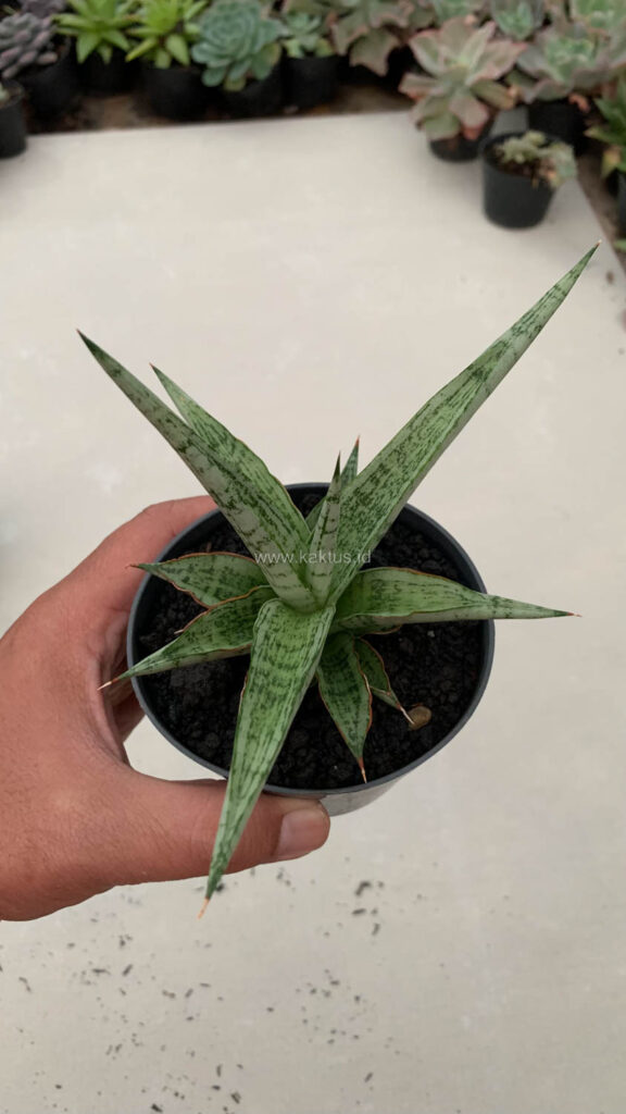 kaktus.id