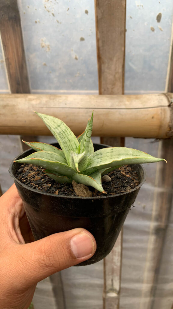 kaktus.id