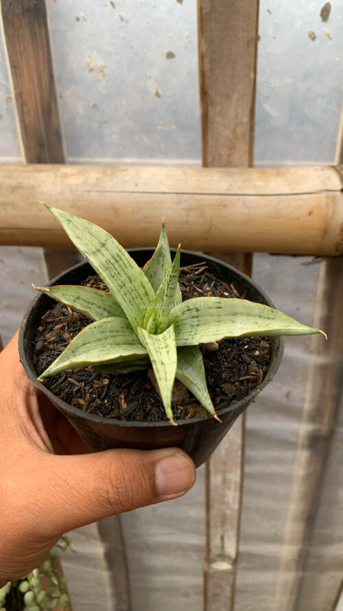 Sansevieria Kasih, real gallery image #12 plants. Picture taken directly from kaktus.id community Sansevieria farmer green houses.