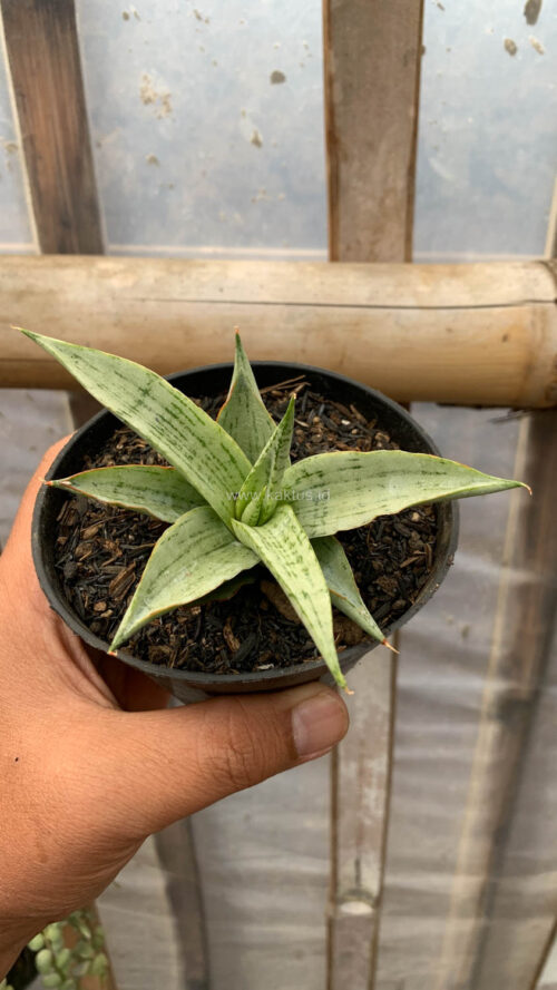 Sansevieria Kasih, real gallery image #4 plants. Picture taken directly from kaktus.id community Sansevieria farmer green houses.