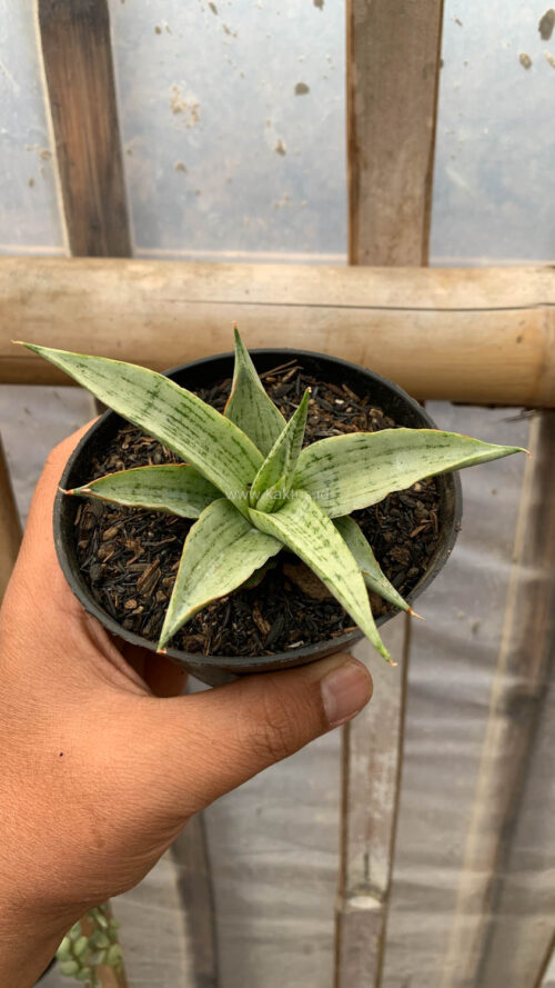Sansevieria Kasih, real gallery image #8 plants. Picture taken directly from kaktus.id community Sansevieria farmer green houses.