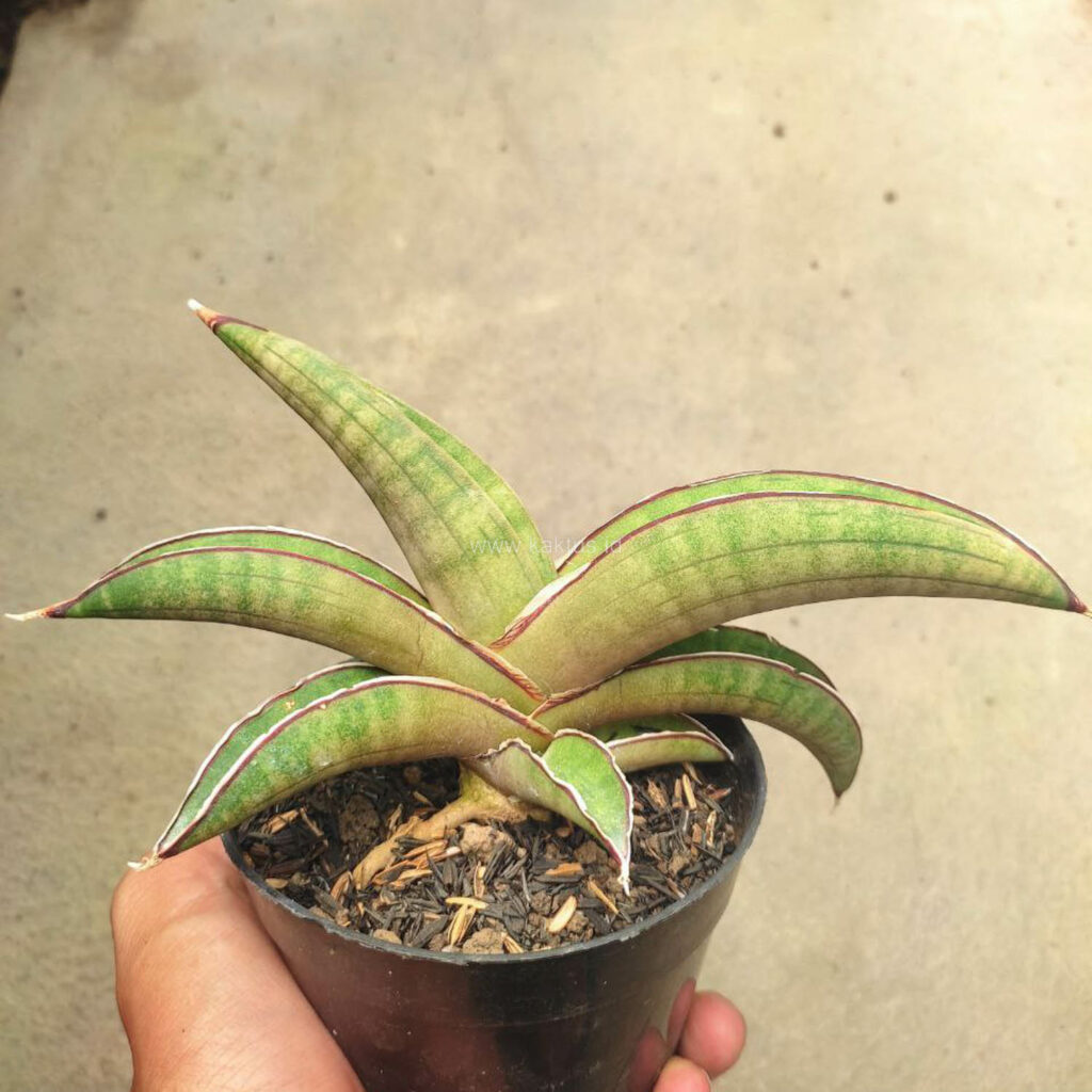 kaktus.id