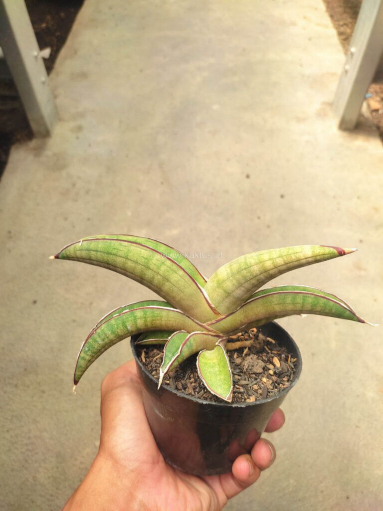 kaktus.id
