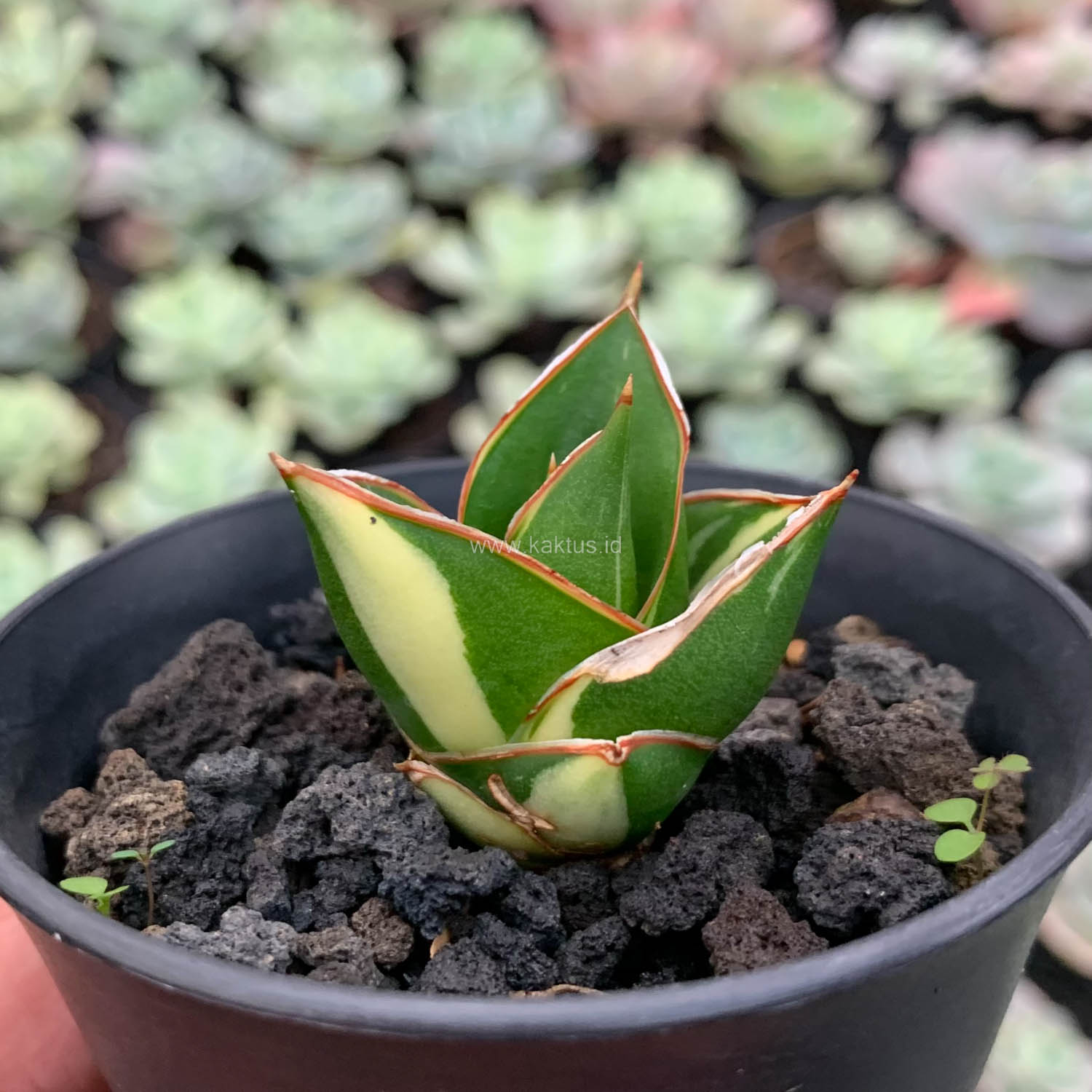 1059. Sansevieria Tower Hybrid White Variegated-5 - kaktus.id