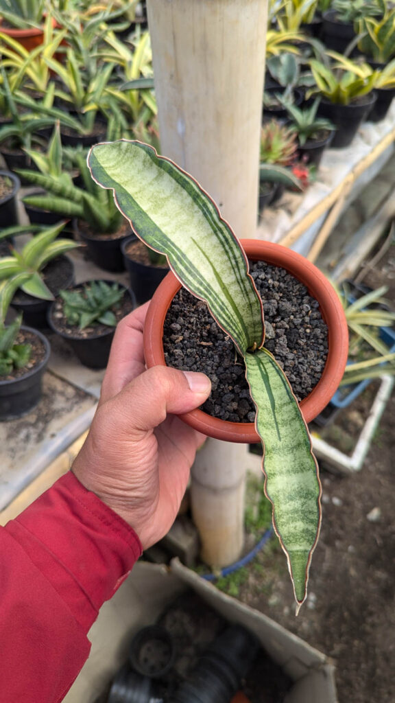kaktus.id