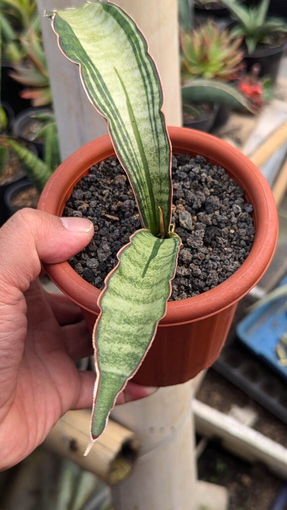 kaktus.id