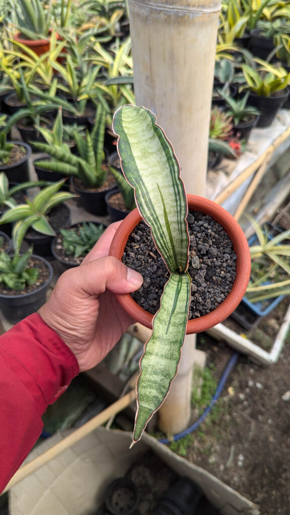 kaktus.id