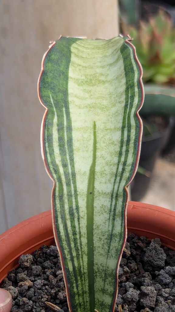 kaktus.id