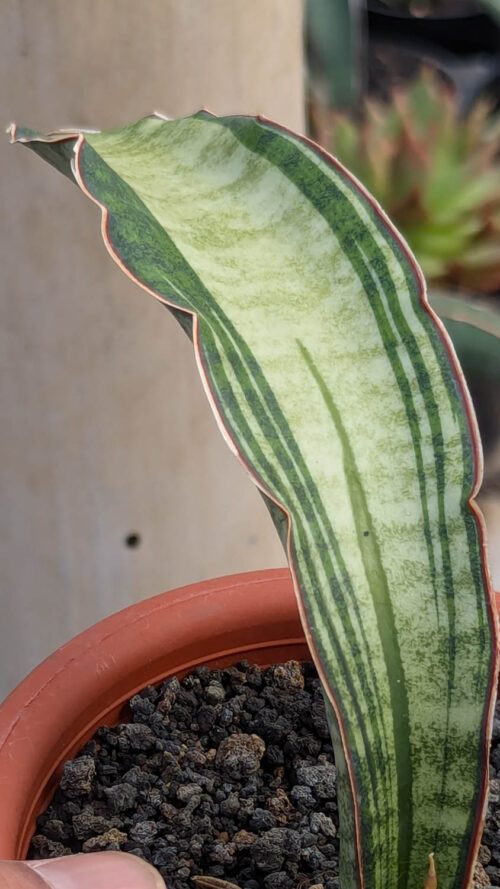 Sansevieria Malawi Bat White Variegated, real gallery image #10 plants. Picture taken directly from kaktus.id community Sansevieria farmer green houses.