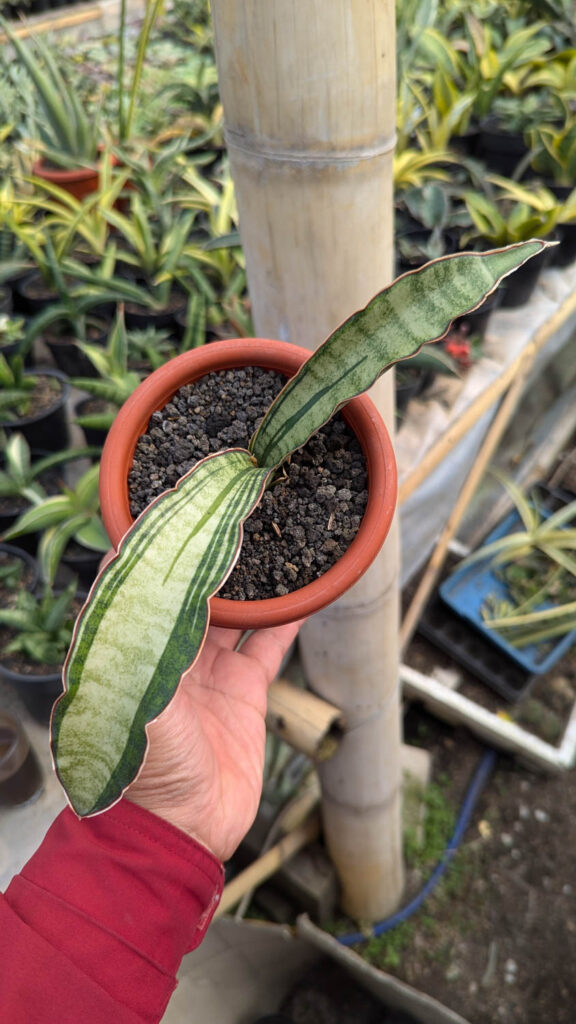 kaktus.id