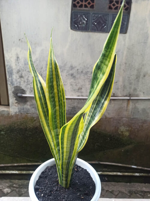 Sansevieria Laurentii Variegated, real gallery image #2 plants. Picture taken directly from kaktus.id community Sansevieria farmer green houses.