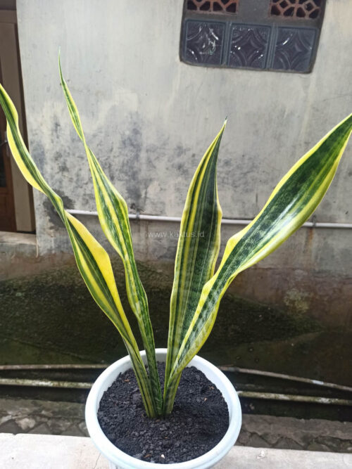 Sansevieria Laurentii Variegated, real gallery image #3 plants. Picture taken directly from kaktus.id community Sansevieria farmer green houses.