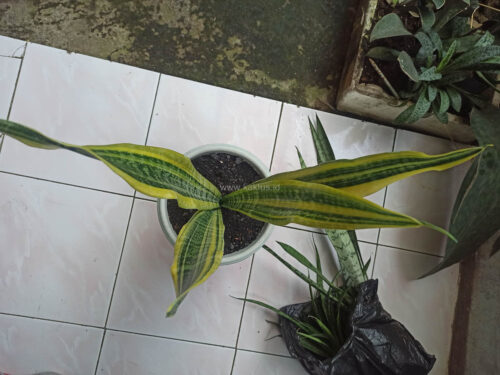 Sansevieria Laurentii Variegated, real gallery image #4 plants. Picture taken directly from kaktus.id community Sansevieria farmer green houses.