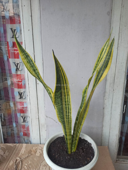 Sansevieria Laurentii Variegated, real gallery image #5 plants. Picture taken directly from kaktus.id community Sansevieria farmer green houses.
