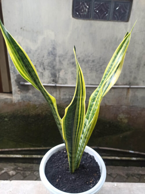 Sansevieria Laurentii Variegated, real gallery image #1 plants. Picture taken directly from kaktus.id community Sansevieria farmer green houses.