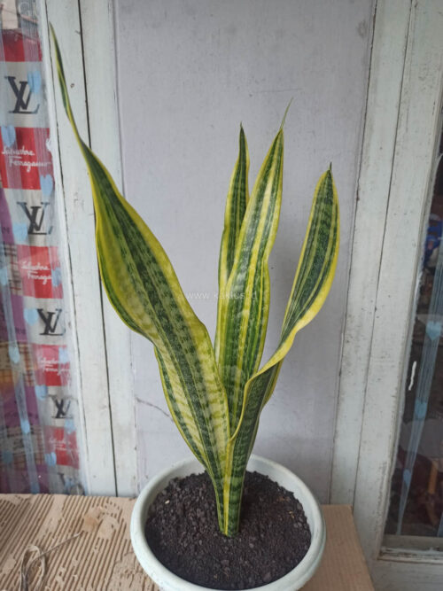 Sansevieria Laurentii Variegated, real gallery image #6 plants. Picture taken directly from kaktus.id community Sansevieria farmer green houses.