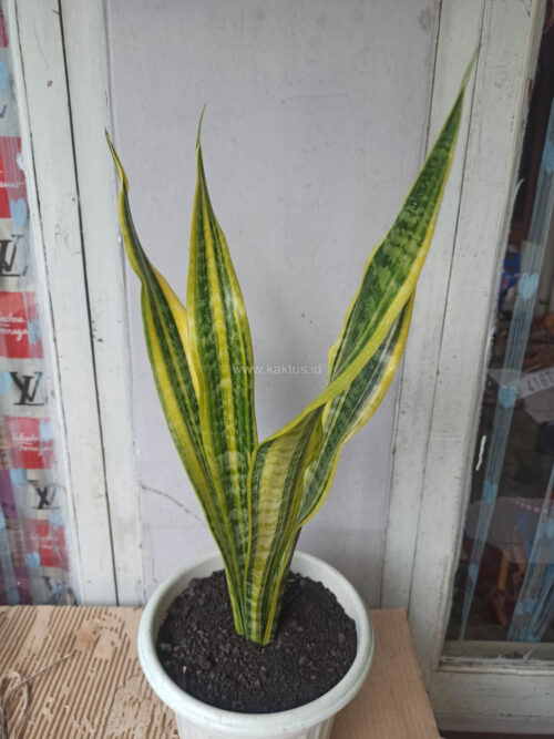 Sansevieria Laurentii Variegated, real gallery image #7 plants. Picture taken directly from kaktus.id community Sansevieria farmer green houses.