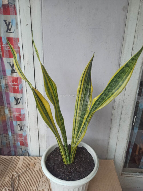 Sansevieria Laurentii Variegated, real gallery image #8 plants. Picture taken directly from kaktus.id community Sansevieria farmer green houses.
