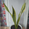 Sansevieria Laurentii Variegated, real feature image plant. Picture taken directly from kaktus.id community Sansevieria farmer green houses.