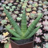 Sansevieria Vienna Mutation, real feature image plant. Picture taken directly from kaktus.id community Sansevieria farmer green houses.