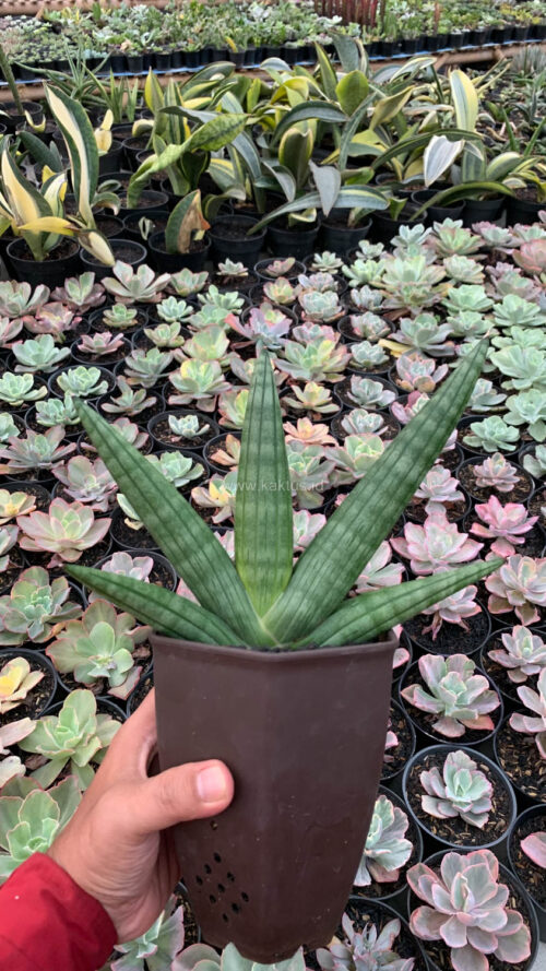 Sansevieria Vienna Mutation, real gallery image #2 plants. Picture taken directly from kaktus.id community Sansevieria farmer green houses.