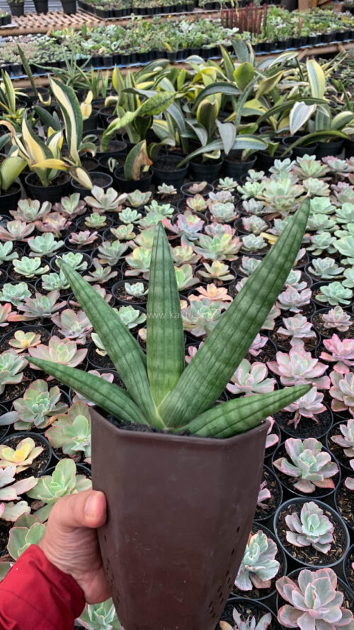 Sansevieria Vienna Mutation, real gallery image #3 plants. Picture taken directly from kaktus.id community Sansevieria farmer green houses.