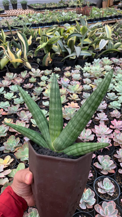 Sansevieria Vienna Mutation, real gallery image #4 plants. Picture taken directly from kaktus.id community Sansevieria farmer green houses.
