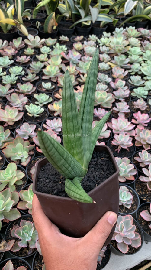 Sansevieria Vienna Mutation, real gallery image #1 plants. Picture taken directly from kaktus.id community Sansevieria farmer green houses.