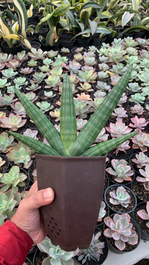 Sansevieria Vienna Mutation, real gallery image #5 plants. Picture taken directly from kaktus.id community Sansevieria farmer green houses.